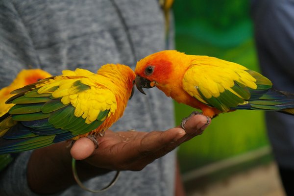 Animalerie en ligne : comment bien choisir accessoires et croquettes pour vos animaux