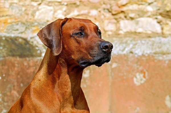 Le meilleur pour votre chien : guide des choix incontournables